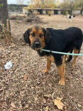 CHAP, Hund, Mischlingshund in Griechenland - Bild 2