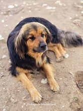 CHAP, Hund, Mischlingshund in Griechenland - Bild 6