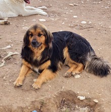 CHAP, Hund, Mischlingshund in Griechenland - Bild 7