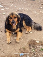 CHAP, Hund, Mischlingshund in Griechenland - Bild 8