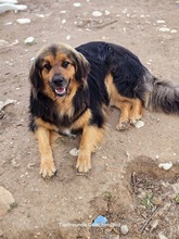 CHAP, Hund, Mischlingshund in Griechenland - Bild 9