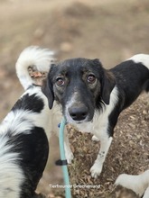 ANISSA, Hund, Mischlingshund in Griechenland - Bild 2