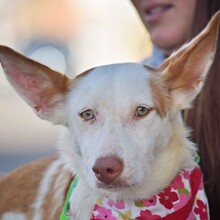 CHISPA, Hund, Podenco in Spanien