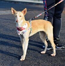 YUCA, Hund, Podenco in Spanien