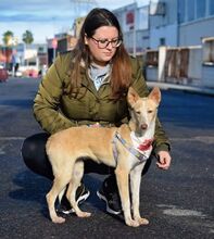 YUCA, Hund, Podenco in Spanien - Bild 2