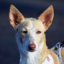 YUCA, Hund, Podenco in Spanien - Bild 3