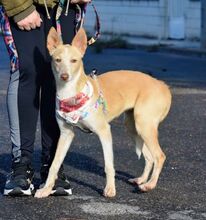 YUCA, Hund, Podenco in Spanien - Bild 5