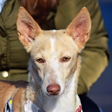 YUCA, Hund, Podenco in Spanien - Bild 6