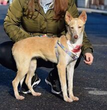 YUCA, Hund, Podenco in Spanien - Bild 7