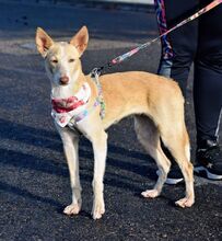 YUCA, Hund, Podenco in Spanien - Bild 8