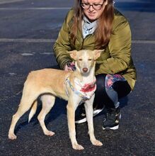 YUCA, Hund, Podenco in Spanien - Bild 9