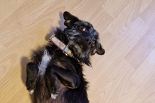 LILLA, Hund, Terrier-Mix in Ulmen - Bild 2