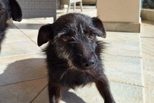 LILLA, Hund, Terrier-Mix in Ulmen - Bild 8