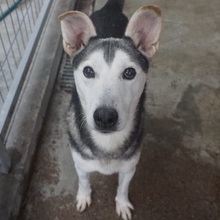 AKULA, Hund, Siberian Husky-Mix in Rumänien - Bild 1