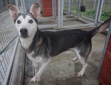 AKULA, Hund, Siberian Husky-Mix in Rumänien - Bild 2