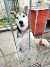 AKULA, Hund, Siberian Husky-Mix in Rumänien - Bild 4