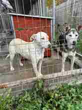 AKULA, Hund, Siberian Husky-Mix in Rumänien - Bild 6