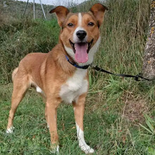 TONY, Hund, Border Collie-Mix in Spanien - Bild 1