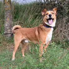 TONY, Hund, Border Collie-Mix in Spanien - Bild 2