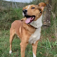 TONY, Hund, Border Collie-Mix in Spanien - Bild 3