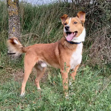 TONY, Hund, Border Collie-Mix in Spanien - Bild 4