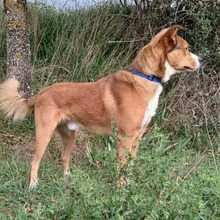 TONY, Hund, Border Collie-Mix in Spanien - Bild 5