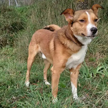 TONY, Hund, Border Collie-Mix in Spanien - Bild 6