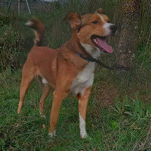 TONY, Hund, Border Collie-Mix in Spanien - Bild 7