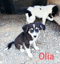 OLIA, Hund, Mischlingshund in Griechenland