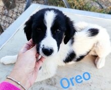 OREO, Hund, Mischlingshund in Griechenland