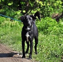 APOLLOC44, Hund, Mischlingshund in Slowakische Republik - Bild 14