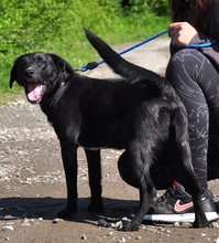 APOLLOC44, Hund, Mischlingshund in Slowakische Republik - Bild 9