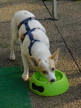 SHIVA, Hund, Mischlingshund in Ortenberg - Bild 5