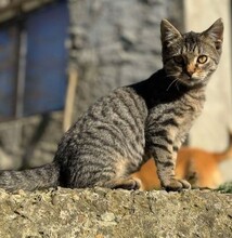 BROWNIE, Katze, Europäisch Kurzhaar in Rumänien