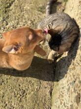 BROWNIE, Katze, Europäisch Kurzhaar in Petershagen - Bild 12