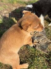 BROWNIE, Katze, Europäisch Kurzhaar in Petershagen - Bild 13