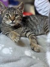 BROWNIE, Katze, Europäisch Kurzhaar in Petershagen - Bild 17