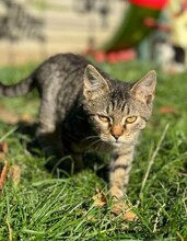 BROWNIE, Katze, Europäisch Kurzhaar in Petershagen - Bild 18