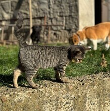 BROWNIE, Katze, Europäisch Kurzhaar in Petershagen - Bild 19