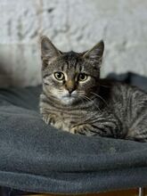 BROWNIE, Katze, Europäisch Kurzhaar in Petershagen - Bild 21