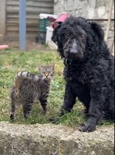 BROWNIE, Katze, Europäisch Kurzhaar in Petershagen - Bild 22