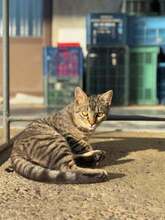 BROWNIE, Katze, Europäisch Kurzhaar in Petershagen - Bild 23