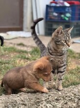 BROWNIE, Katze, Europäisch Kurzhaar in Petershagen - Bild 5