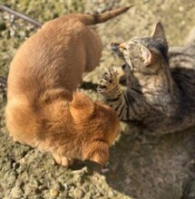 BROWNIE, Katze, Europäisch Kurzhaar in Petershagen - Bild 6