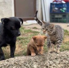 BROWNIE, Katze, Europäisch Kurzhaar in Petershagen - Bild 8