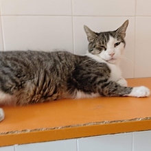GODETTIO, Katze, Europäisch Kurzhaar in Spanien - Bild 10