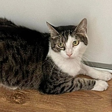 GODETTIO, Katze, Europäisch Kurzhaar in Spanien - Bild 11