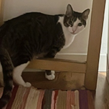GODETTIO, Katze, Europäisch Kurzhaar in Spanien - Bild 12