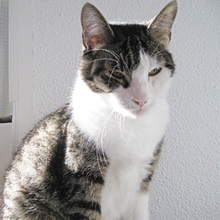 GODETTIO, Katze, Europäisch Kurzhaar in Spanien - Bild 13