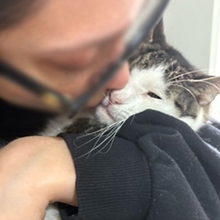 GODETTIO, Katze, Europäisch Kurzhaar in Spanien - Bild 14